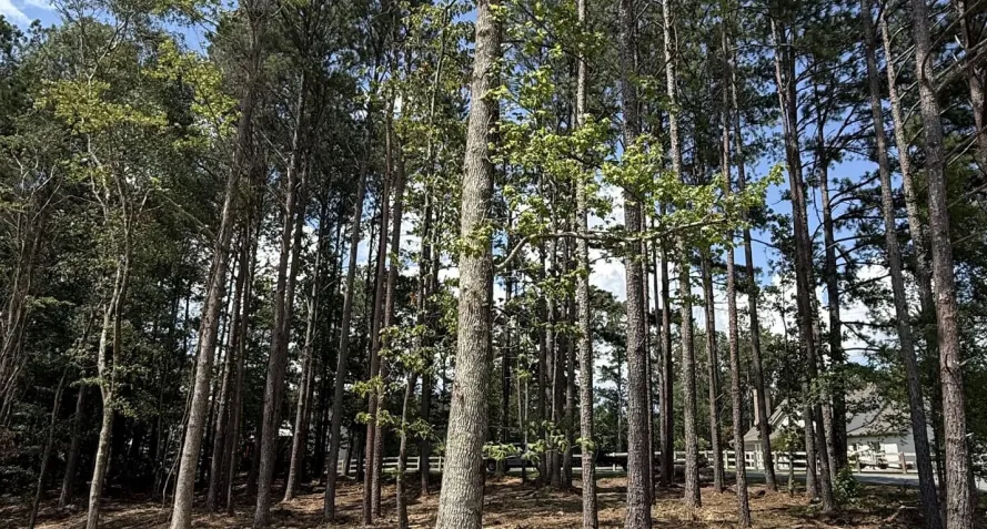 hunting land manage cartersville ga hunting land manage cartersville ga