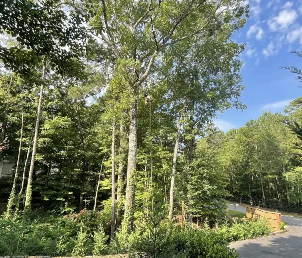 tree forestry mulching services cartersville ga