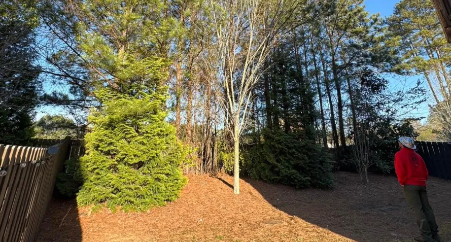 tree inspect services cartersville ga tree inspect services cartersville ga