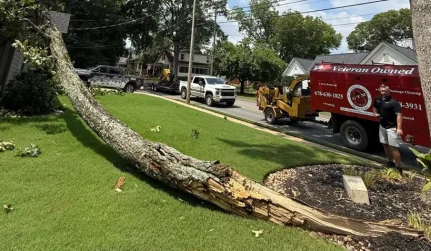 tree remove services cartersville ga