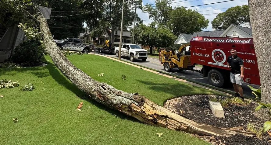 tree remove services cartersville ga tree remove services cartersville ga