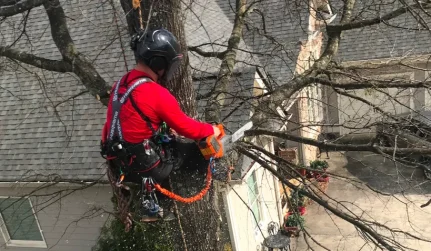 tree trim services cartersville ga