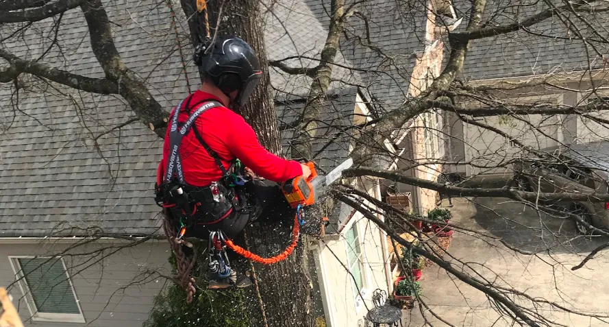 tree trim services cartersville ga tree trim services cartersville ga