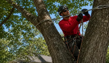 Georgia Tree Masters Cartersville, GA tree cabling(1)